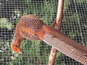 Goldfasane aus dem letzten Jahr! 