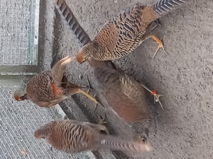 Goldfasane aus dem letzten Jahr! 