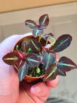 Sonerila Tuber Red,  Miniatur Pflanze,  spec China,  Rarität  Regenwald Terrarium Pflanze  Bild 2