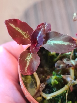 Sonerila Tuber Red,  Miniatur Pflanze,  spec China,  Rarität  Regenwald Terrarium Pflanze  Bild 4