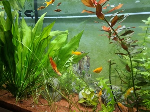 Komplett Aquarium  Bild 4