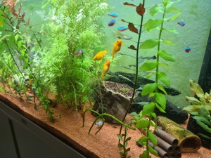 Komplett Aquarium  Bild 3
