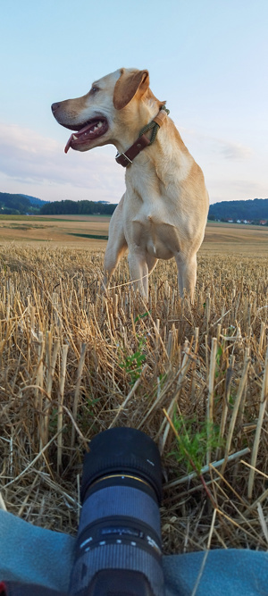 Vizsla-Labrador (Vizslador) Deckrüde  Bild 2