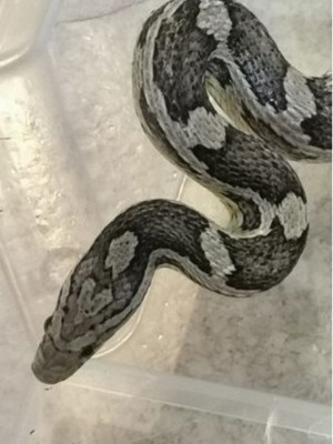 Kornnatte 1.0 Ghost het. Anery 