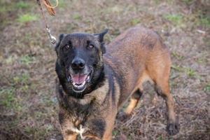 *LEON* Er muss erst Vertrauen aufbauen, und er braucht Beschäftigung und Auslastung