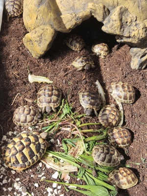 Maurische Landschildkröten  Bild 4