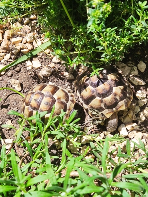 Maurische Landschildkröten  Bild 3