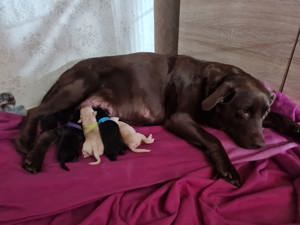 2 Labrador Welpen suchen noch ein neues Heim Bild 2