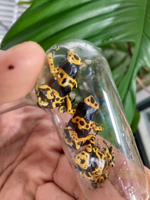 Dendrobates leucomelas Puerto Ayacucho 