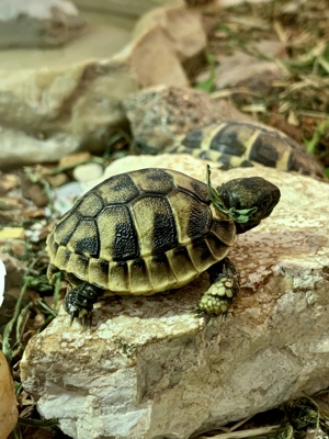 Griechische Landschildkrötenbabies 2023 Bild 8