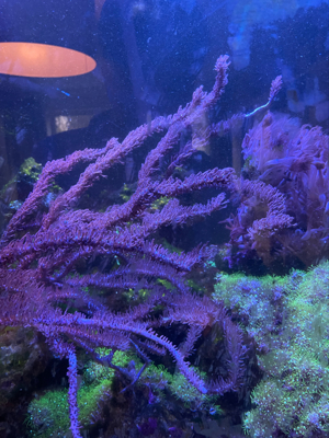 Meerwasser Aquarium Gorgonie Korallen Bild 2