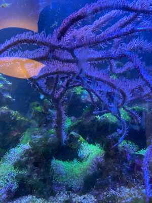 Meerwasser Aquarium Gorgonie Korallen Bild 4