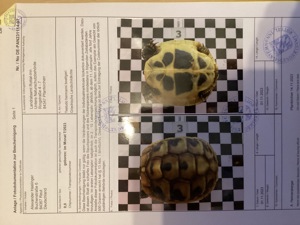 Griechische Landschildkröten von 2023 , !! Versand möglich !! Bild 2