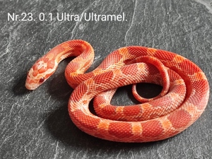 Kornnattern 2.6 Amel Ultra Ultramel het.Dilute Lava Sunkissed Striped poss het.Anery Lavender  Bild 6