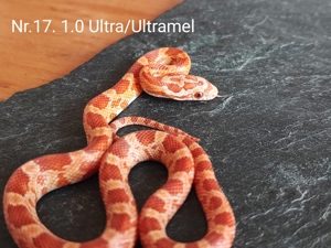 Kornnattern 2.6 Amel Ultra Ultramel het.Dilute Lava Sunkissed Striped poss het.Anery Lavender  Bild 8