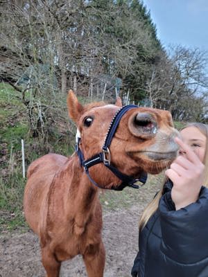 Reitbeteiligung gesucht (Reiterin sucht Pferd)