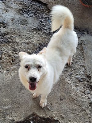 Snowy, ein feiner Kerl, sucht eine PS, die ihn bei der Herzwurmbehandlung betreut