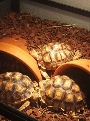  Spornschildkröten zu verkaufen 