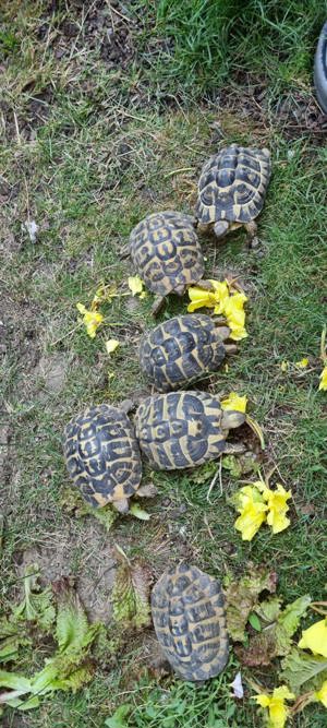  Landschildkröten Zuchtgruppe