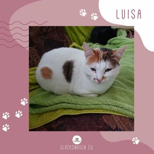 Katze Luisa sucht schon lange ihre Dosis