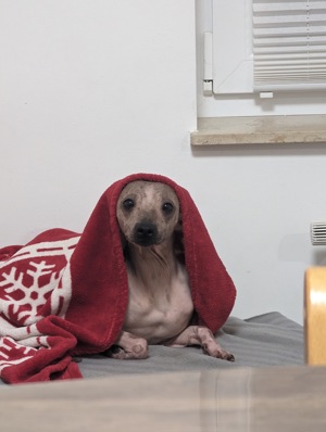 American Hairless Terrier Rüde sucht neues Zuhause Bild 2