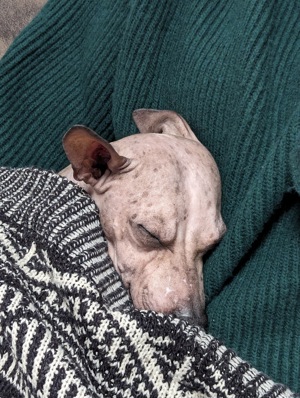 American Hairless Terrier Rüde sucht neues Zuhause Bild 3