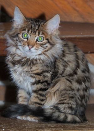 Cashmere-Bengalen Kitten in brown, silver, charcoal und weiß Bild 7