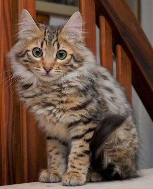 Cashmere-Bengalen Kitten in brown, silver, charcoal und weiß Bild 2