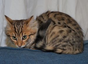 Cashmere-Bengalen Kitten in brown, silver, charcoal und weiß Bild 6