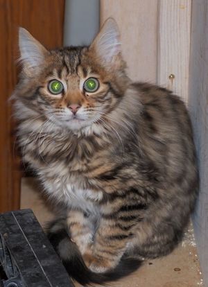 Cashmere-Bengalen Kitten in brown, silver, charcoal und weiß Bild 5