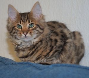 Cashmere-Bengalen Kitten in brown, silver, charcoal und weiß Bild 4