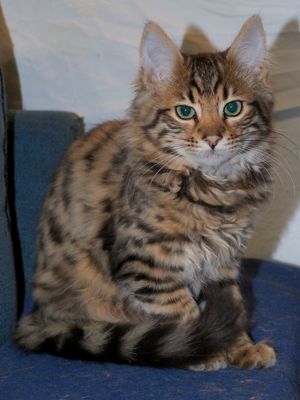 Cashmere-Bengalen Kitten in brown, silver, charcoal und weiß Bild 3