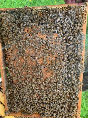 Bienen Ableger