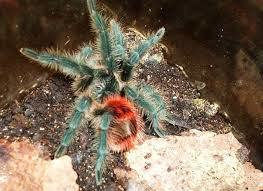 Vogelspinnen Grammostola pulchra, G. grossa, G. rosea, G. porteri, G. actaeon, G. pulchripes u. a. 