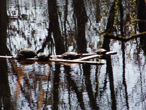 Wasserschildkröten