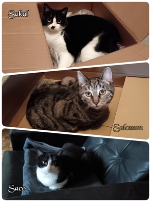 Katzen-Trio sucht liebevolles und ruhiges Zuhause!