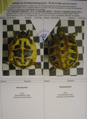 Griechische Landschildkröten Babys NZ 2024 Bild 5