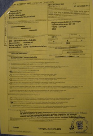 Griechische Landschildkröten Babys NZ 2024 Bild 4