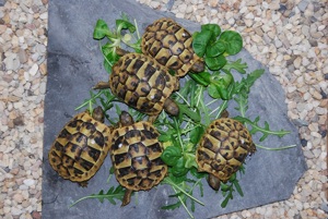 Griechische Landschildkröten Babys NZ 2024 Bild 2