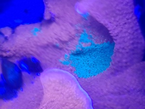 Montipora Crafted Korallen SPS