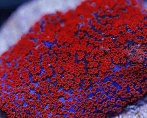 Montipora Superman Koralle SPS Ableger