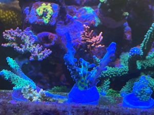 Korallen Euphyllia Acropora Meerwasser Bild 5