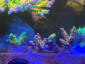 Korallen Euphyllia Acropora Meerwasser Bild 4