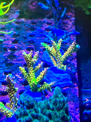 Korallen Euphyllia Acropora Meerwasser Bild 2
