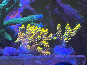 Korallen Euphyllia Acropora Meerwasser Bild 3