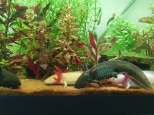 Axolotl 4 Stk verschiedene Farben Bild 4