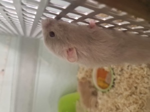 Hamster babys suchen ein neues Zuhause  Bild 5