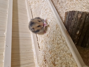 Hamster babys suchen ein neues Zuhause  Bild 2