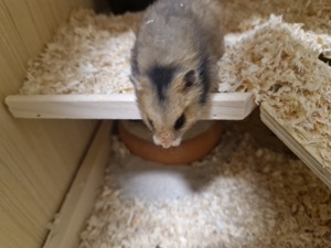 Hamster babys suchen ein neues Zuhause  Bild 3