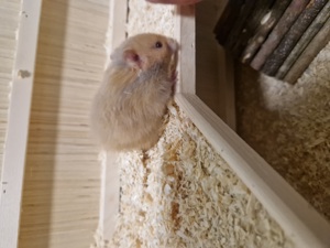 Hamster babys suchen ein neues Zuhause  Bild 4